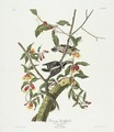 Downy Woodpecker (Plate CXII) - John James Audubon