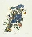Blue Jay (Plate C11) - John James Audubon
