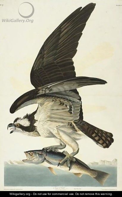 Fish Hawk - John James Audubon