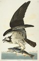 Fish Hawk - John James Audubon