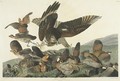 Virginian Partridge (Plate 76) - John James Audubon