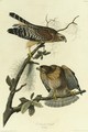 Red-Shouldered Hawk (Plate 56) - John James Audubon