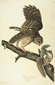 Barred Owl (Plate 46) - John James Audubon