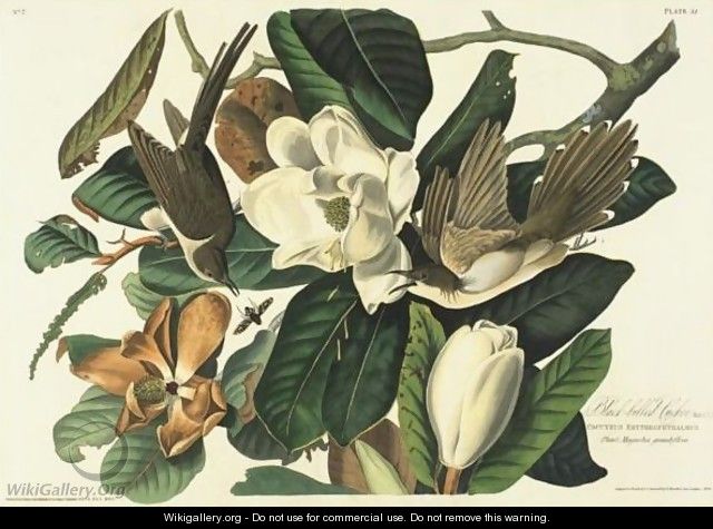 Black-Billed Cuckoo (Plate 32) - John James Audubon