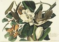 Black-Billed Cuckoo (Plate 32) - John James Audubon