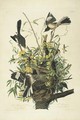 The Mocking Bird (Plate 21) - John James Audubon