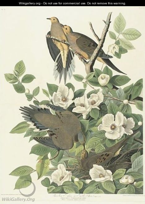Carolina Turtle Dove (Plate 17) - John James Audubon