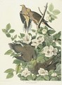 Carolina Turtle Dove (Plate 17) - John James Audubon