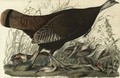 Great American Hen And Young (Plate Vi) - John James Audubon