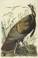 Great American Cock Male (Plate 1) - John James Audubon
