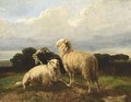 Sheep - Dirk Peter Van Lokhorst