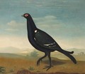 A Black Grouse In A Landscape - English School