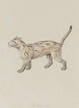 A Pampas Cat - Samuel Howitt