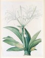 A Caribbean New World Pancratius Lily (Pancratium Speciosum) - Pierre-Joseph Redouté