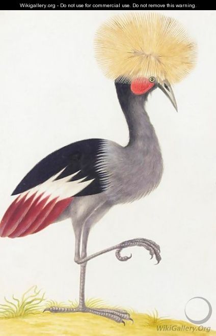 A Crowned Crane - (after) Nicolas Robert