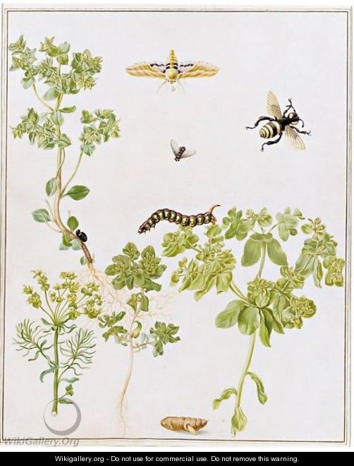 A Spurge Hawk-Moth In Various Stages Of Its Life-Cycle With A Bee And Other Insects, By Sprigs Of Several Species Of Spurge - Maria Sibylla Merian