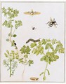 A Spurge Hawk-Moth In Various Stages Of Its Life-Cycle With A Bee And Other Insects, By Sprigs Of Several Species Of Spurge - Maria Sibylla Merian