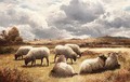 Sheep Grazing - Robert Watson