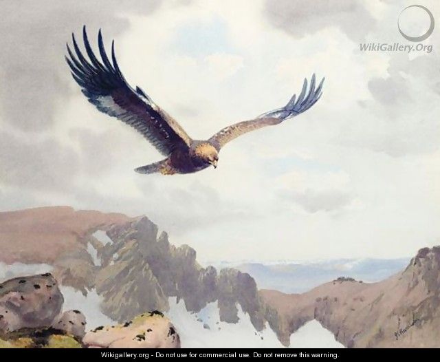 Golden Eagle - John Cyril Harrison