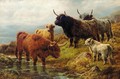 Highland Cattle 2 - Robert Watson