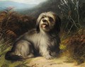 Skye Terrier - Thomas Earl