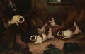 Pack Of Terriers Ratting - Edward Armfield