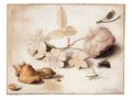 Study Of Flowers, Insects And Shells - Margareta De Heer