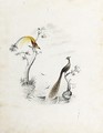 Birds Of Paradise - Edward Lear