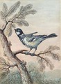 A blue tit perched on pine - Christoph Ludwig Agricola