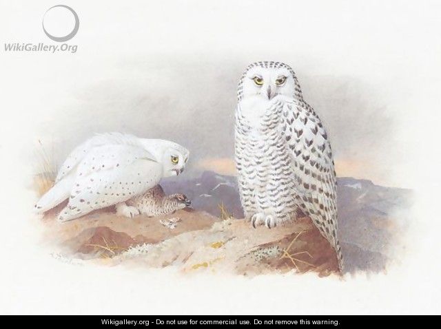 Showy Owls - Archibald Thorburn