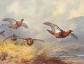 Grouse in flight - Archibald Thorburn