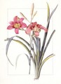 Hemerocallis Fulva 'Day Lily' - Pierre-Joseph Redouté