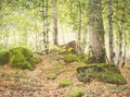 Forest At Fontainbleau - Jean Ferdinand Monchablon
