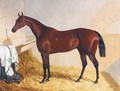 Mr William Orde's Bay Filly Bees-Wing In A Loose Box - John Frederick Herring Snr