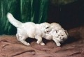 Two White Kittens - Arthur Heyer