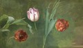 A Study Of Three Tulips - French School