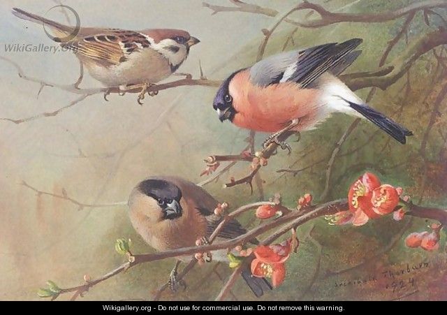 Tree Sparrow And Bullfinches - Archibald Thorburn