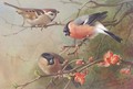 Tree Sparrow And Bullfinches - Archibald Thorburn