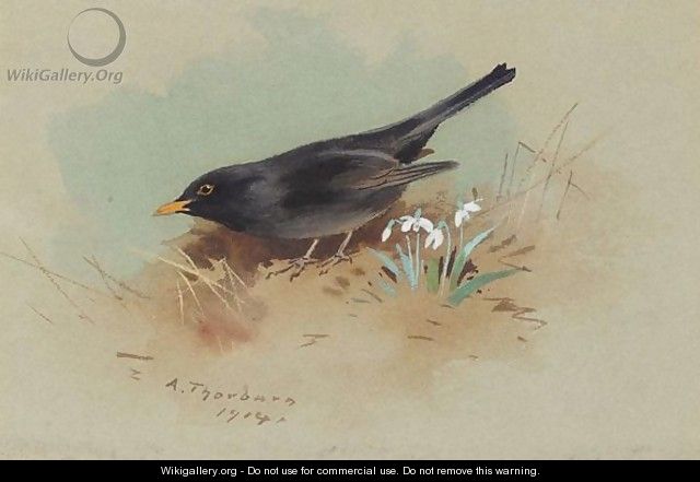 Blackbird - Archibald Thorburn