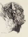 Bison Head - Robert Bateman