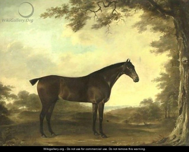 Portrait Of A Horse Age 19 Years - Thomas Weaver