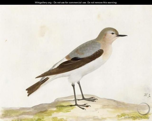 A Wheatear - Pieter the Younger Holsteyn