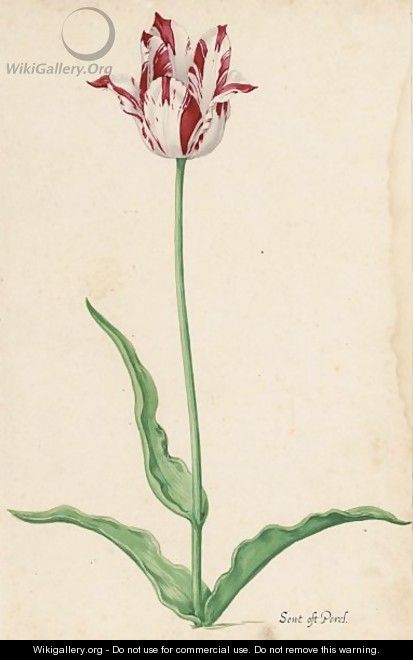 A Tulip Sent Oft Perel - Pieter the Younger Holsteyn