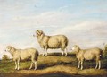 A Dartmoor Ram, Ewe And Wether - James Ward