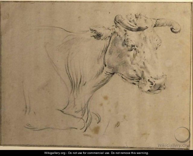 Study Of A Cow - (after) Paulus Potter