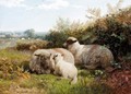 Sheep Grazing - George Shalders