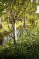 Summer On The River Bank - Henri Biva