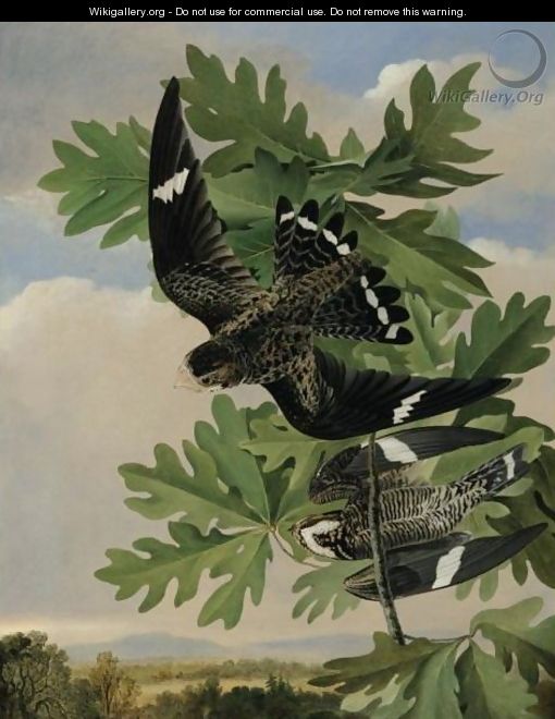 Common Night Hawk And The White Oak - Joseph Bartholomew Kidd