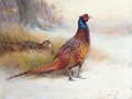 A Pair Of Pheasants In The Snow - Archibald Thorburn