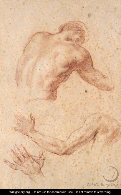 Anatomical Studies Of A Male Torso, Arm And Hand - Allan Ramsay